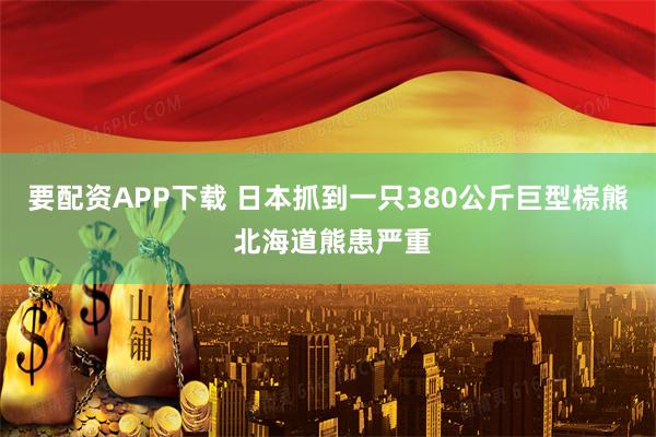 要配资APP下载 日本抓到一只380公斤巨型棕熊 北海道熊患严重