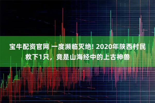 宝牛配资官网 一度濒临灭绝! 2020年陕西村民救下1只，竟是山海经中的上古神兽