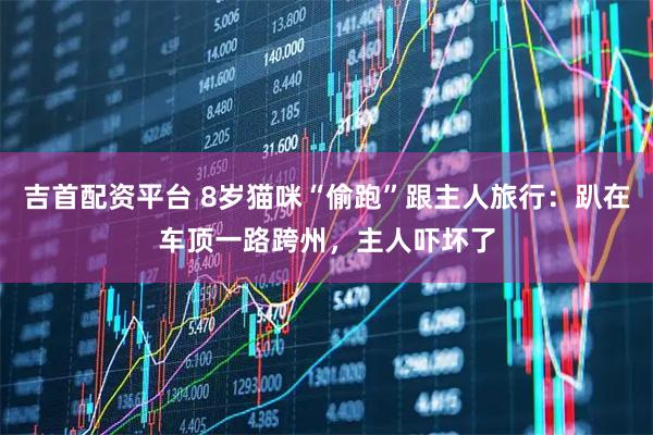 吉首配资平台 8岁猫咪“偷跑”跟主人旅行：趴在车顶一路跨州，主人吓坏了