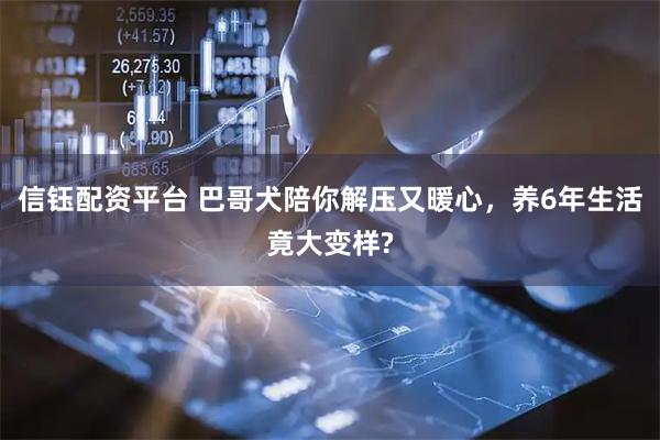 信钰配资平台 巴哥犬陪你解压又暖心，养6年生活竟大变样?